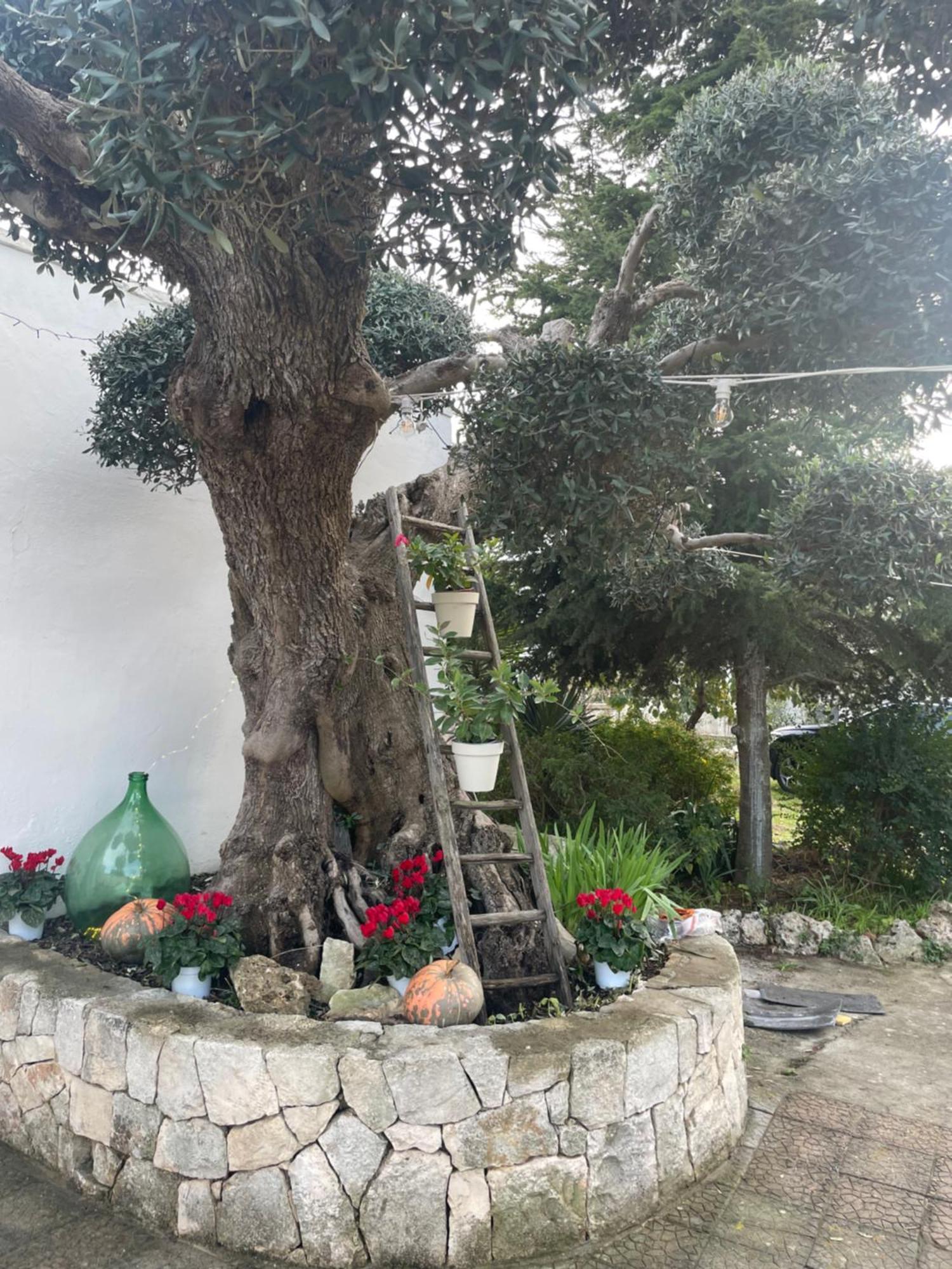 Il Trullo Di Nonno Licchio Villa Alberobello Exterior photo