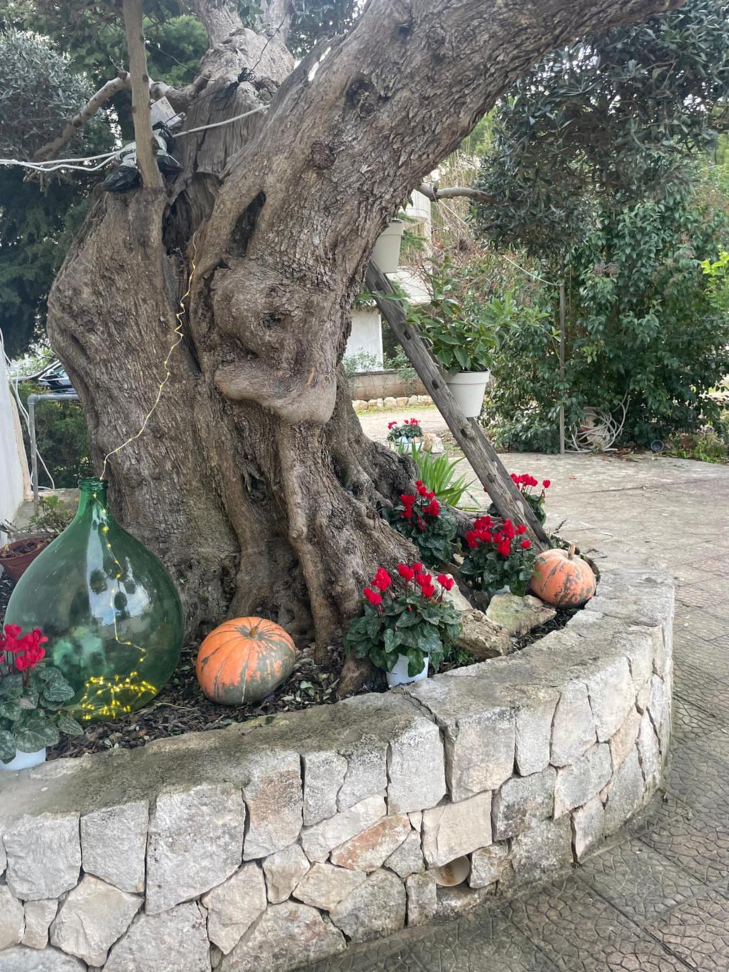 Il Trullo Di Nonno Licchio Villa Alberobello Exterior photo